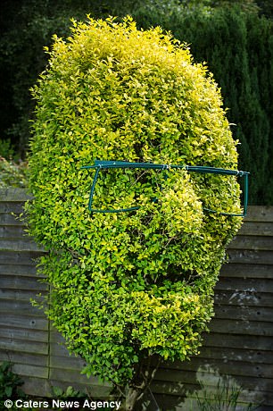 圖片來源:每日郵報