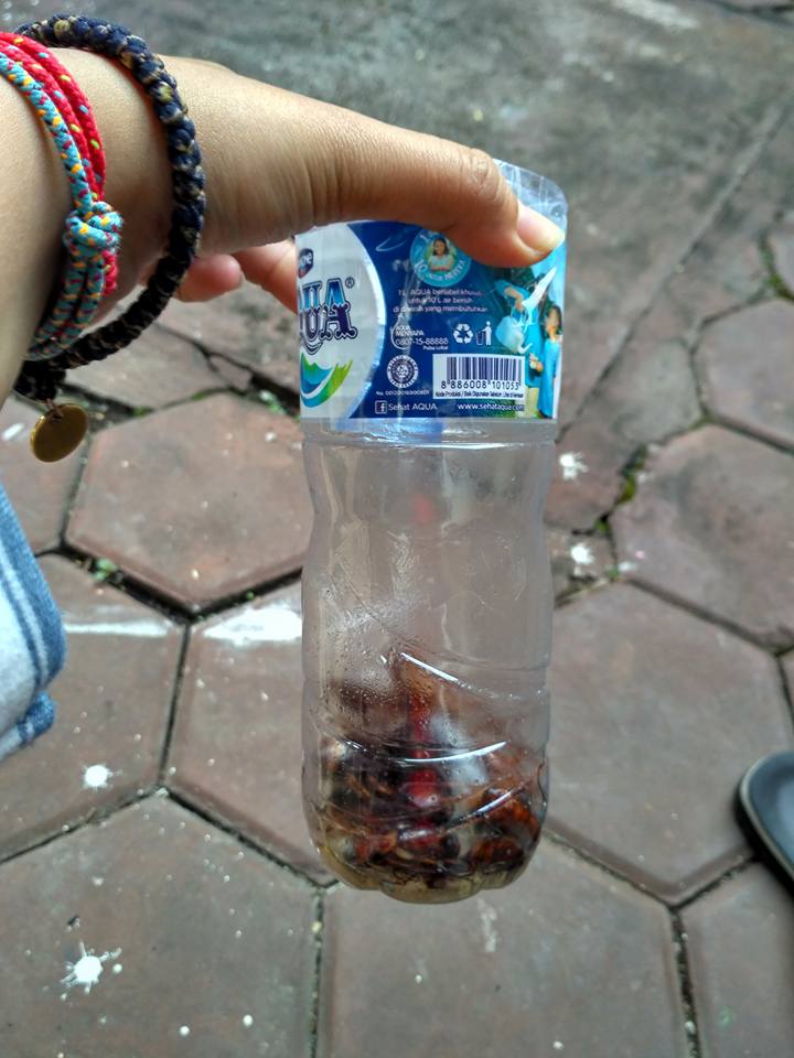 圖片來源:Raistamala Nediasani